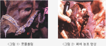 그림1. 콧물흘림/그림2. 폐에 농포 형성